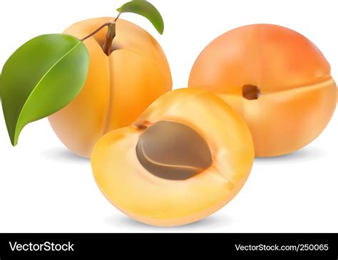 Apricot Royalty Free Vector Image - VectorStock