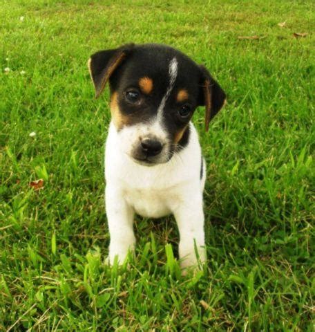 Adorable Jack Russell/ Fox Terrier Puppies Ready July 5th! for Sale in Mount Pleasant, Iowa ...