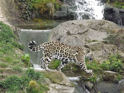 Jaguar at Chester Zoo 31/03/12 - ZooChat