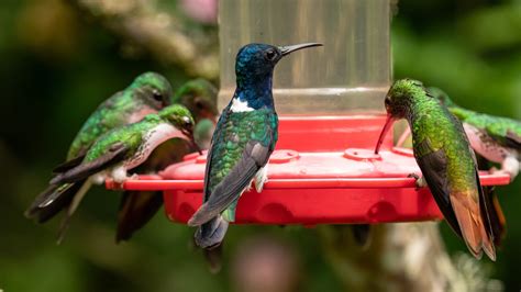 The 5 Best Types Of Hummingbird Feeders