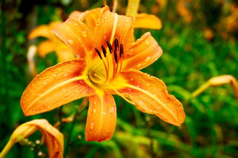 How To Get Daylilies To Bloom Big! The Secret To Healthy Daylilies