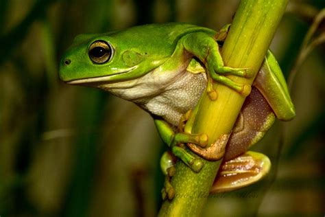 Green Tree Frog Habitat Requirements for Your Pet | LoveToKnow Pets