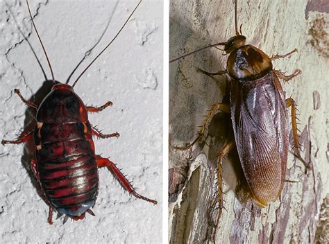 Palmetto Bug vs. Cockroach: Everything You Need to Know