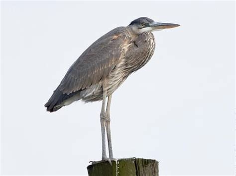 Great Blue Heron Habitat