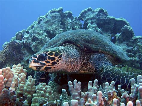 Hawksbill Sea Turtle Predators Pictures on Animal Picture Society