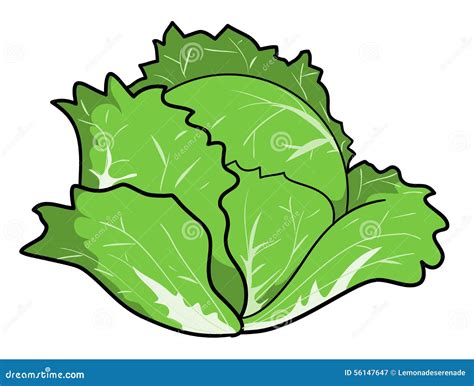 Cabbage Stock Vector - Image: 56147647