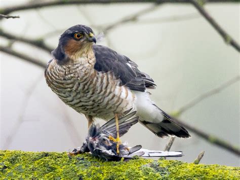 Eurasian Sparrowhawk - eBird