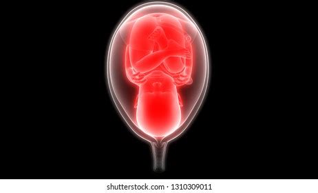 Fetus Baby Womb Anatomy 3d Stock Illustration 1310309008 | Shutterstock