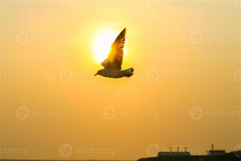 Silhouette of a bird at sunset 1997537 Stock Photo at Vecteezy