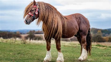 Percheron Horse Facts And Information – Breed Profile