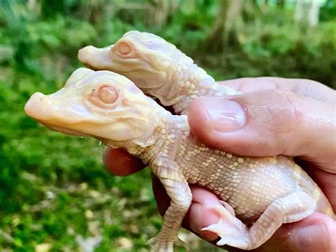 Rare Albino Alligators Hatch at Florida Zoo | Smithsonian