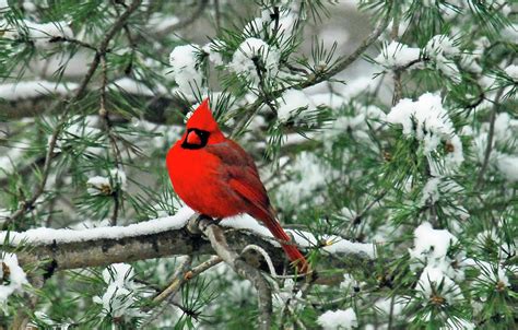 Cardinal in Snowy Pine Tree Photograph by Kaleen Vaden