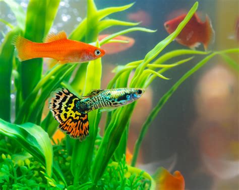 Top 10 Best Freshwater Fish For Your Aquarium - Petland Texas