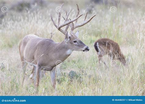 Extra tall tined antlers on whitetail buck