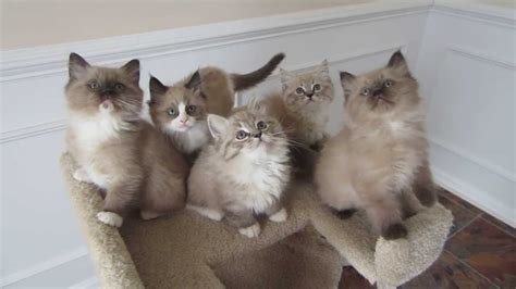 Brown Mink Ragdoll Kittens Playing - YouTube