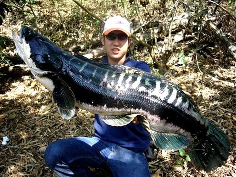 Giant Snakehead (Channa Micropeltes) - Dreamlake Fishing Chiang mai