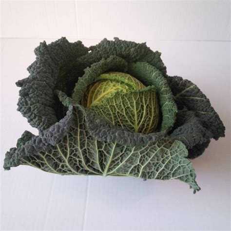 Savoy Cabbage - The Northampton Grocer