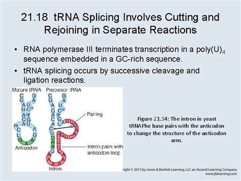 Chapter 21 RNA Splicing and Processing 21 1