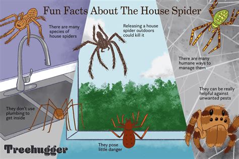 8 Facts About the Misunderstood House Spider