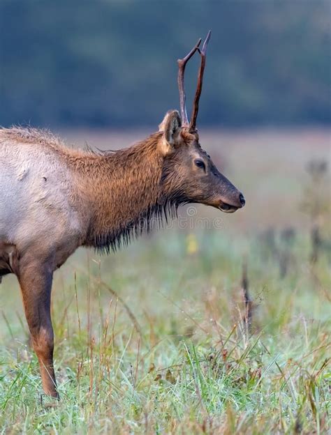 Young Male Elk with Small Antlers Looks Right Stock Photo - Image of north, cataloochee: 180308344