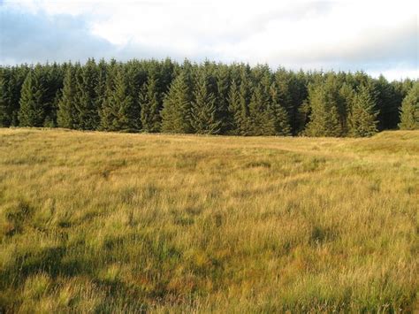 Forest edge © David Robertson :: Geograph Britain and Ireland