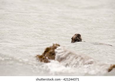 224 Sea Otter Eating A Clam Images, Stock Photos & Vectors | Shutterstock