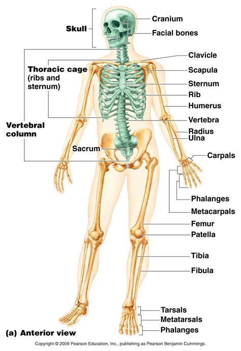 Anatomy Of Bones Quiz - ANATOMY