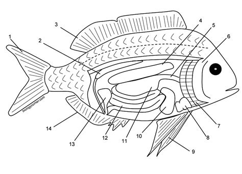 Fish Internal Anatomy Labeling Worksheet - Worksheets Printable Free