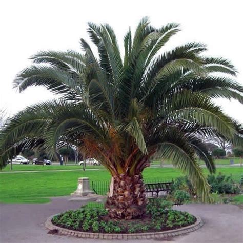 Canary Island Date Palm Seeds (Phoenix canariensis) - Price €2.75