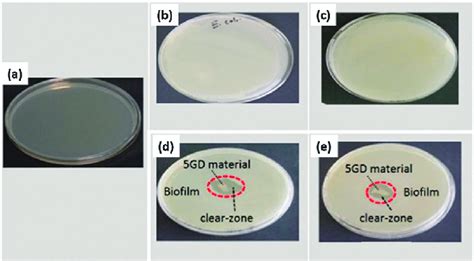 Illustrations of (a) nutrient agar plates without bacteria and without ...