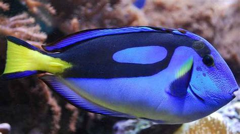 Project breeds 'Finding Dory' fish in captivity