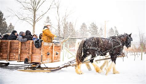 Sleigh In Snow