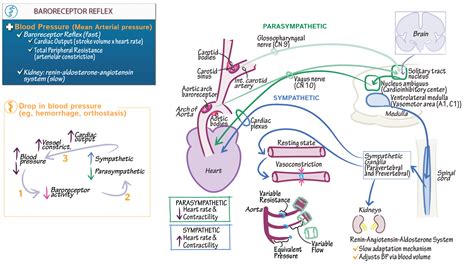 Neuroscience Fundamentals: Baroreceptor Reflex - Neuroscience | Draw It ...