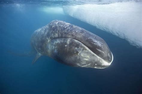 Bowhead Whales Oldest Living Mammals on Earth – 211 years old | Bowhead whale, Whale, Baleen whales