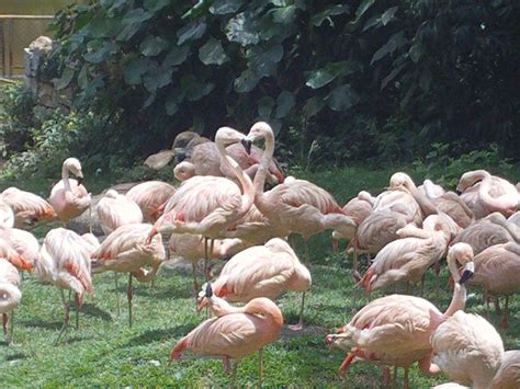 Flamingos at the zoo. | Zoo animals, Animals wild, Cute animals