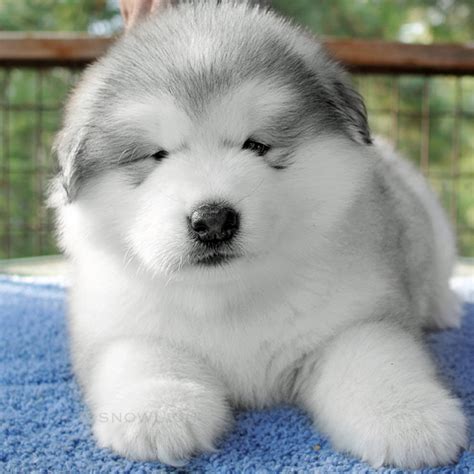 Alaskan Malamute Puppies For Sale In Texas / Alaskan Malamute Puppies ...