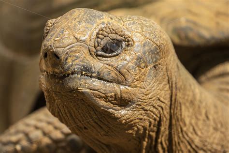 Giant Aldabra tortoise looking up - Nature Stock Photo Agency