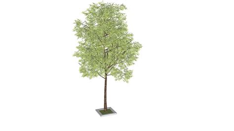 10_3d model sketchup trees collection_02_tree_10.skp | 3D Warehouse