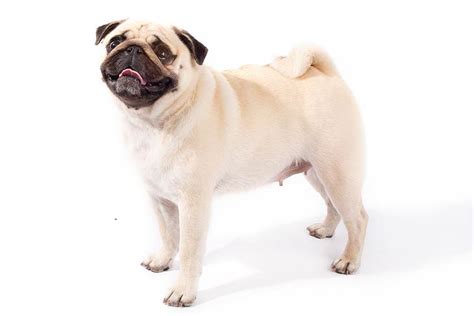 Pug Dog Breed Information