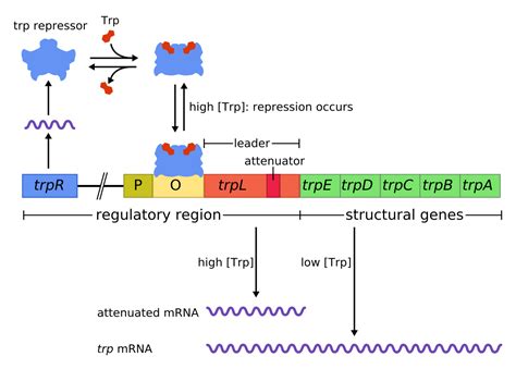 Diagram Of Lac Operon