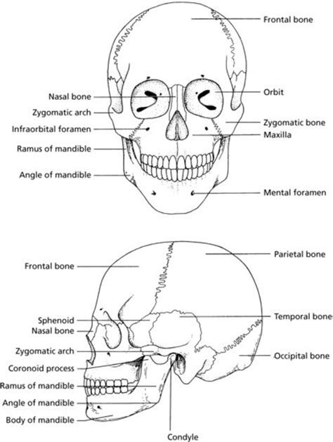 7: Skull and oral anatomy | Pocket Dentistry