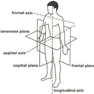 Body planes and axis. Frontal axis is defined along medio-lateral... | Download Scientific Diagram