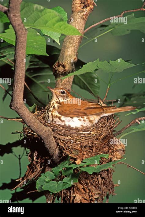 Wood Thrush on Nest Stock Photo - Alamy