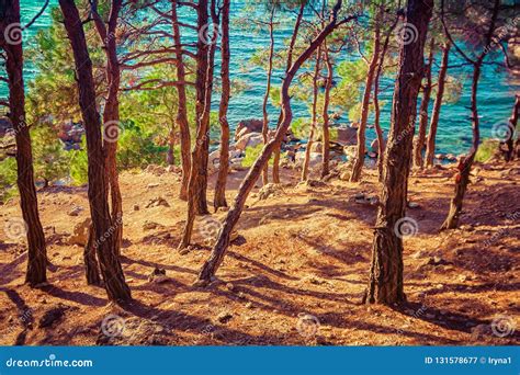 Landscape with Pine Forest at Sunset Stock Image - Image of travel ...