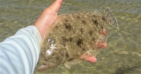 What You Need To Find The Best Flounder Fishing Spots