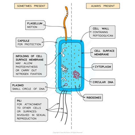 Prokaryotic Cell Structure | SL IB Biology Revision Notes 2025