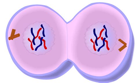 MCAT Biology Flashcards by ProProfs