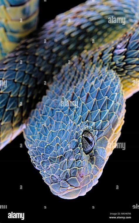 Portrait of Bush viper (Atheris squamigera) from Congo on black ...