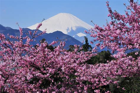 Mt Fuji And Cherry Blossom Photograph by Photos From Japan, Asia And Othe Of The World - Pixels