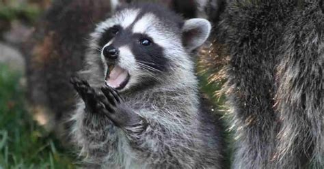 Raccoon Habits - AnimalBehaviorCorner